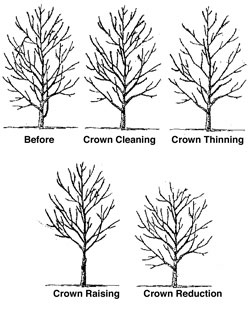 Pruning Mature Trees - A Absolute Tree Service & Trimming - Seminole ...